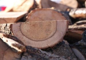 دستگیری باند قاچاق چوب در جنگل‌های هیرکانی