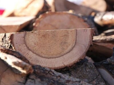 دستگیری باند قاچاق چوب در جنگل‌های هیرکانی