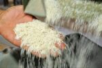 نظارت بر تولید و فروش برنج مازندران شدیدتر می‌شود