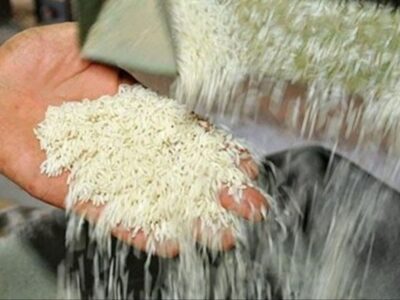 نظارت بر تولید و فروش برنج مازندران شدیدتر می‌شود
