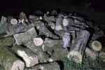 کشف ۳۰ تن چوب جنگلی قاچاق در عباس‌آباد