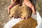 ادامه خرید تضمینی گندم در مناطق کوهستانی مازندران