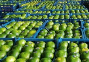 ممنوع بودن رنگ‌آوری مرکبات