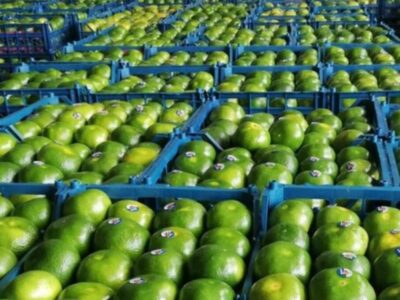 ممنوع بودن رنگ‌آوری مرکبات