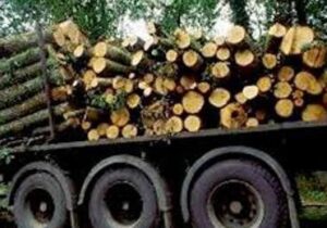 مدیرکل منابع طبیعی مازندران تشریح کرد: ماجرا قطع درختان صنوبر و دپو در چمستان