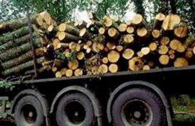 مدیرکل منابع طبیعی مازندران تشریح کرد: ماجرا قطع درختان صنوبر و دپو در چمستان