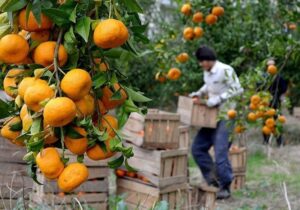 استاندار مازندران: قیمت مرکبات درجه‌یک بین ۷۰ تا ۱۵۰ هزار تومان تعیین شد