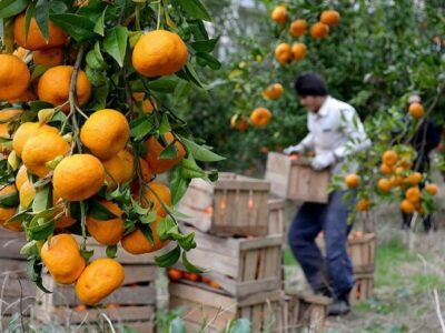 استاندار مازندران: قیمت مرکبات درجه‌یک بین ۷۰ تا ۱۵۰ هزار تومان تعیین شد
