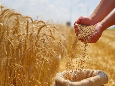 استاندار مازندران: ۹۰ درصد مطالبات گندمکاران پرداخت شد