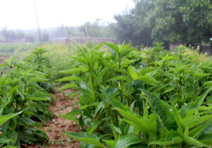 کشت گیاهان دارویی در ۱۵۰ هکتار از اراضی گلوگاه