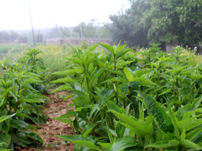 کشت گیاهان دارویی در ۱۵۰ هکتار از اراضی گلوگاه