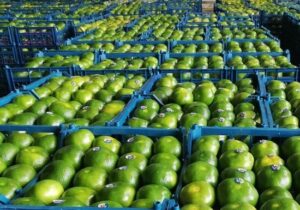 صادرات بیش از ۱۲ هزار تن نارنگی و کیوی از مازندران