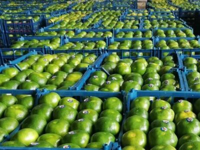 صادرات بیش از ۱۲ هزار تن نارنگی و کیوی از مازندران